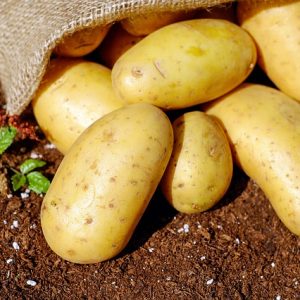 Kartoffeln Erde