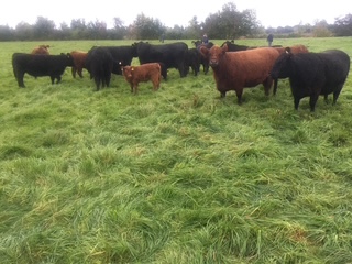 Fleisch von unseren Galloways