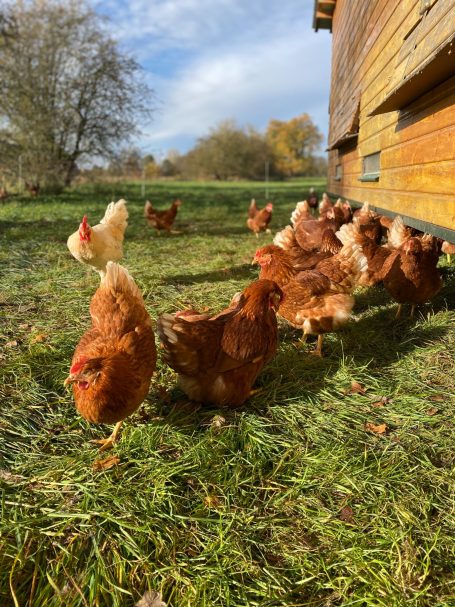 Eier von unseren Mädels